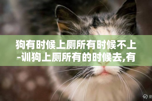 狗有時候上廁所有時候不上-訓狗上廁所有的時候去,有的時候不去