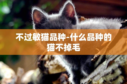 不過敏貓品種-什么品種的貓不掉毛