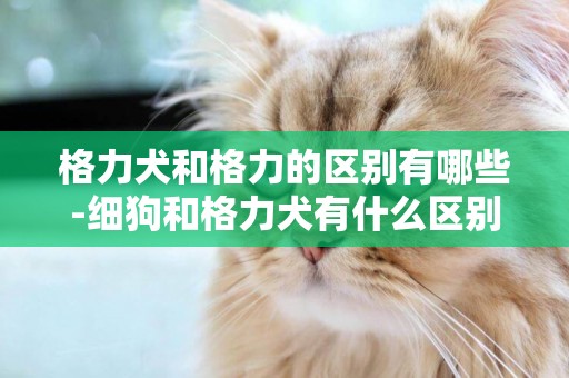 格力犬和格力的區別有哪些-細狗和格力犬有什么區別