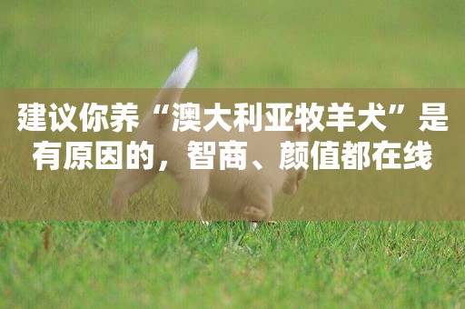 建議你養“澳大利亞牧羊犬”是有原因的，智商、顏值都在線 
