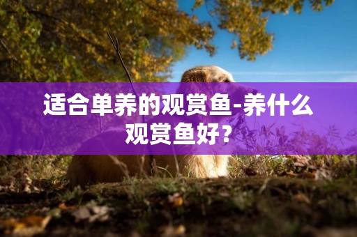 適合單養的觀賞魚-養什么觀賞魚好？