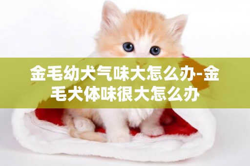 金毛幼犬氣味大怎么辦-金毛犬體味很大怎么辦