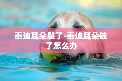 泰迪耳朵裂了-泰迪耳朵破了怎么辦