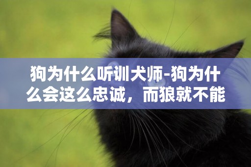 狗為什么聽訓犬師-狗為什么會這么忠誠，而狼就不能被馴服？