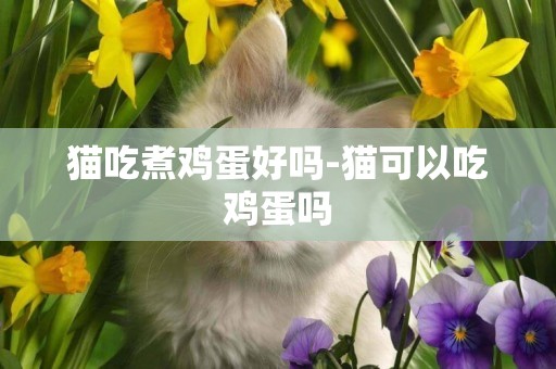 貓吃煮雞蛋好嗎-貓可以吃雞蛋嗎