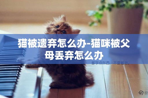 貓被遺棄怎么辦-貓咪被父母丟棄怎么辦