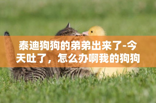 泰迪狗狗的弟弟出來了-今天吐了，怎么辦啊我的狗狗是泰迪弟弟，今天接