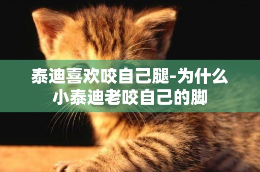 泰迪喜歡咬自己腿-為什么小泰迪老咬自己的腳