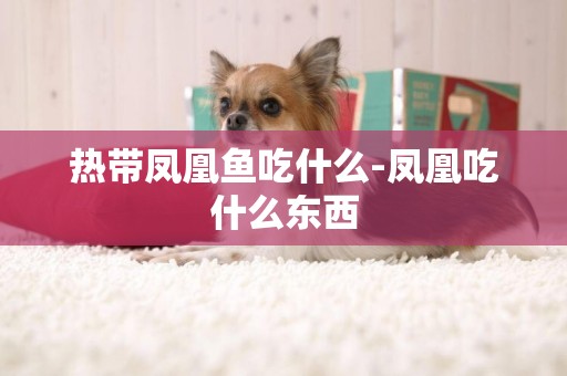 熱帶鳳凰魚吃什么-鳳凰吃什么東西