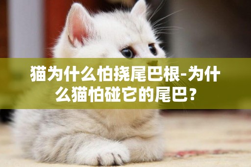 貓為什么怕撓尾巴根-為什么貓怕碰它的尾巴？