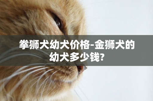 拳獅犬幼犬價格-金獅犬的幼犬多少錢?