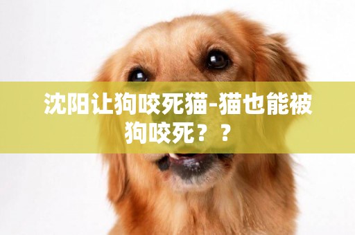 沈陽讓狗咬死貓-貓也能被狗咬死？？
