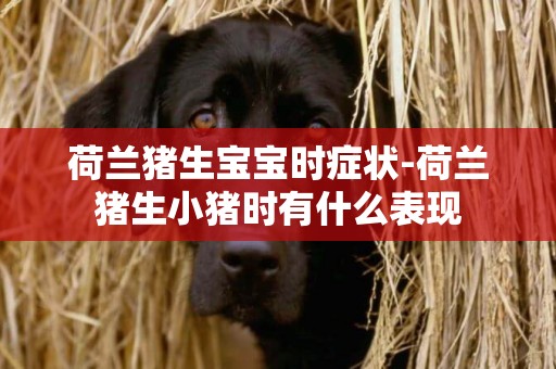 荷蘭豬生寶寶時癥狀-荷蘭豬生小豬時有什么表現