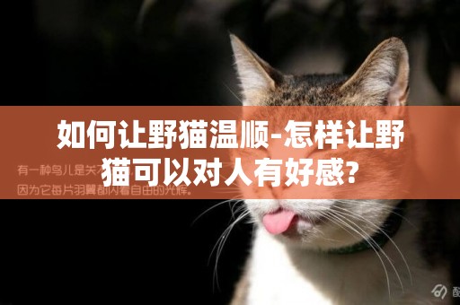 如何讓野貓溫順-怎樣讓野貓可以對人有好感?