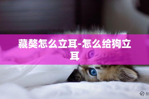 藏獒怎么立耳-怎么給狗立耳