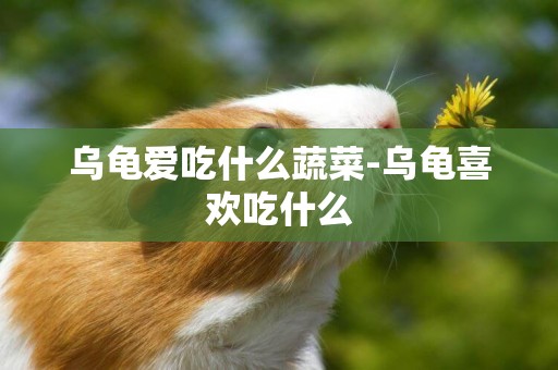 烏龜愛吃什么蔬菜-烏龜喜歡吃什么