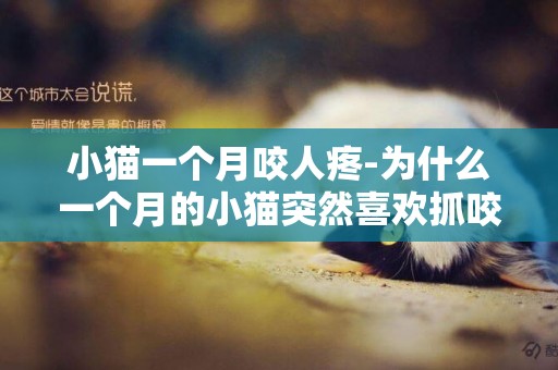 小貓一個月咬人疼-為什么一個月的小貓突然喜歡抓咬