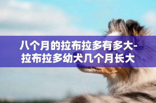 八個月的拉布拉多有多大-拉布拉多幼犬幾個月長大