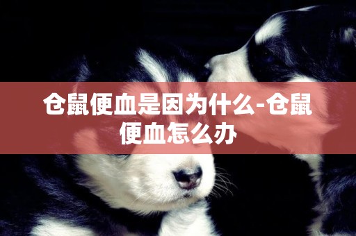 倉鼠便血是因為什么-倉鼠便血怎么辦