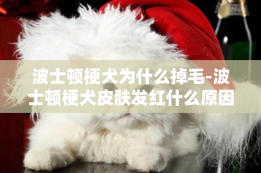 波士頓梗犬為什么掉毛-波士頓梗犬皮膚發紅什么原因?