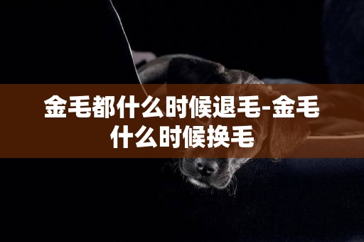 金毛都什么時候退毛-金毛什么時候換毛