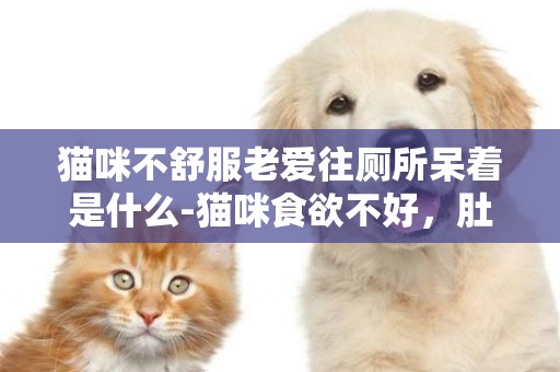 貓咪不舒服老愛往廁所呆著是什么-貓咪食欲不好，肚子大，老愛往廁所跑是什么情