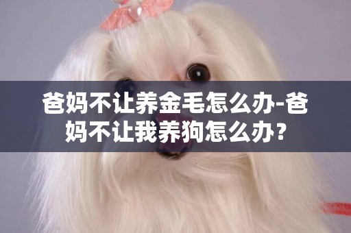 爸媽不讓養金毛怎么辦-爸媽不讓我養狗怎么辦？