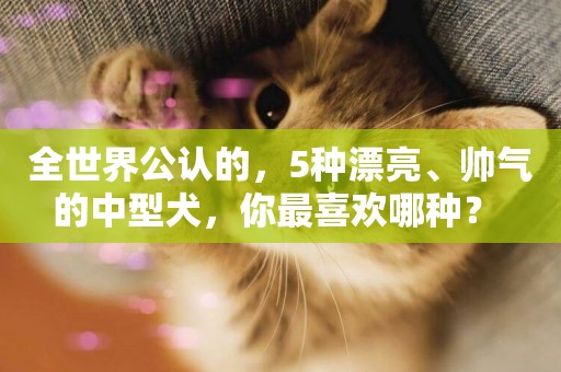 全世界公認的，5種漂亮、帥氣的中型犬，你最喜歡哪種？ 
