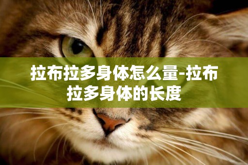 拉布拉多身體怎么量-拉布拉多身體的長度