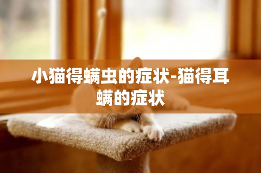 小貓得螨蟲的癥狀-貓得耳螨的癥狀