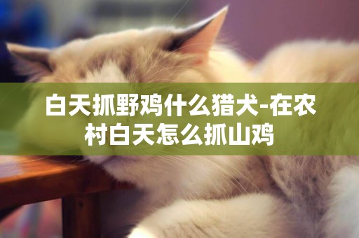 白天抓野雞什么獵犬-在農村白天怎么抓山雞