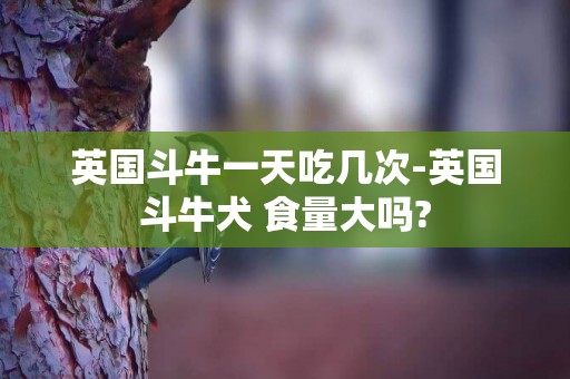 英國斗牛一天吃幾次-英國斗牛犬 食量大嗎?