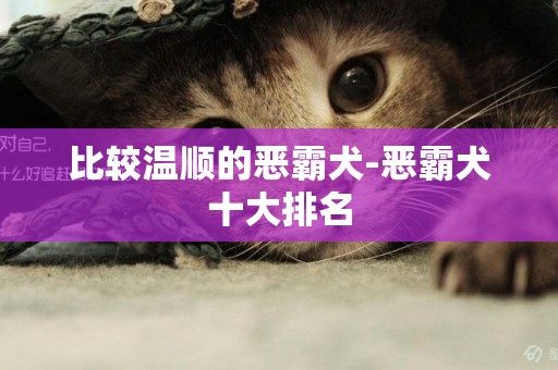 比較溫順的惡霸犬-惡霸犬十大排名