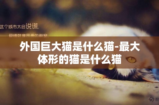 外國巨大貓是什么貓-最大體形的貓是什么貓