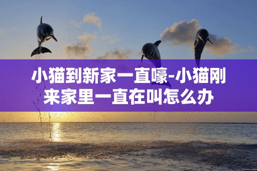 小貓到新家一直嚎-小貓剛來家里一直在叫怎么辦