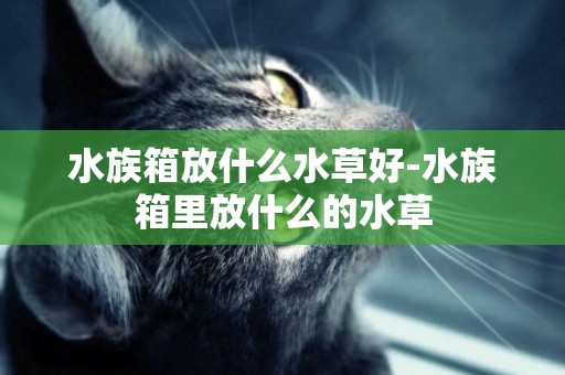 水族箱放什么水草好-水族箱里放什么的水草