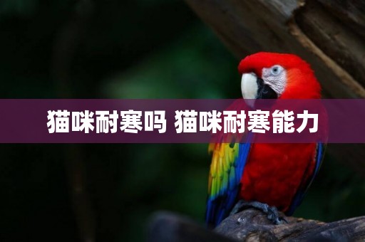 貓咪耐寒嗎 貓咪耐寒能力