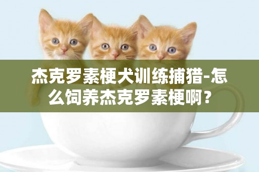杰克羅素梗犬訓練捕獵-怎么飼養杰克羅素梗啊？