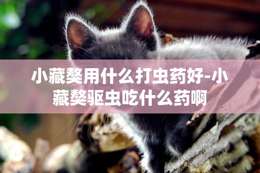 小藏獒用什么打蟲藥好-小藏獒驅蟲吃什么藥啊