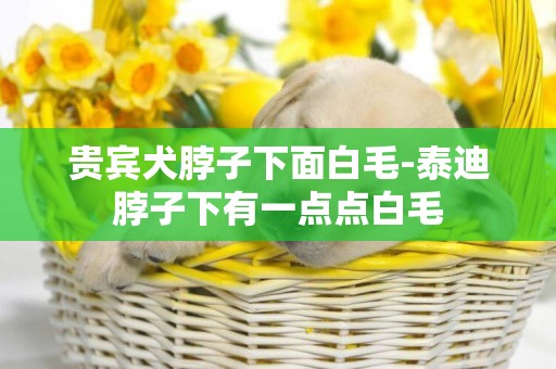 貴賓犬脖子下面白毛-泰迪脖子下有一點點白毛