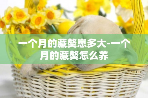 一個月的藏獒崽多大-一個月的藏獒怎么養