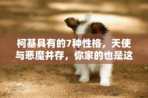 柯基具有的7種性格，天使與惡魔并存，你家的也是這樣嗎？ 