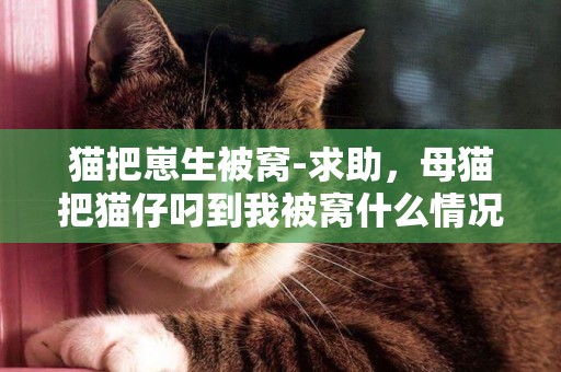 貓把崽生被窩-求助，母貓把貓仔叼到我被窩什么情況