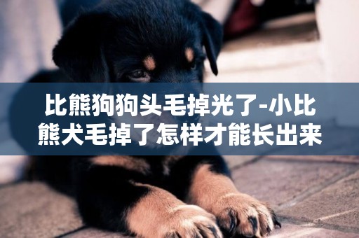 比熊狗狗頭毛掉光了-小比熊犬毛掉了怎樣才能長出來