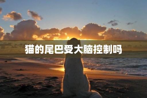 貓的尾巴受大腦控制嗎