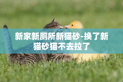 新家新廁所新貓砂-換了新貓砂貓不去拉了