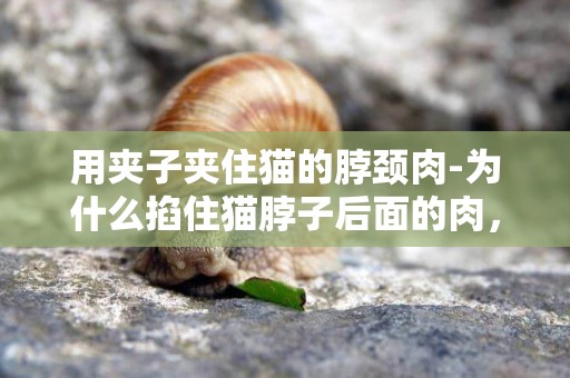 用夾子夾住貓的脖頸肉-為什么掐住貓脖子后面的肉，貓就動不了了？