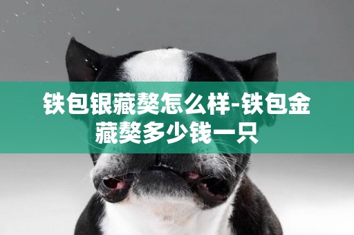 鐵包銀藏獒怎么樣-鐵包金藏獒多少錢一只