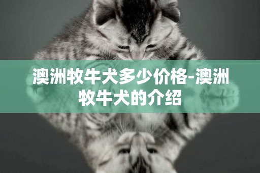 澳洲牧牛犬多少價格-澳洲牧牛犬的介紹