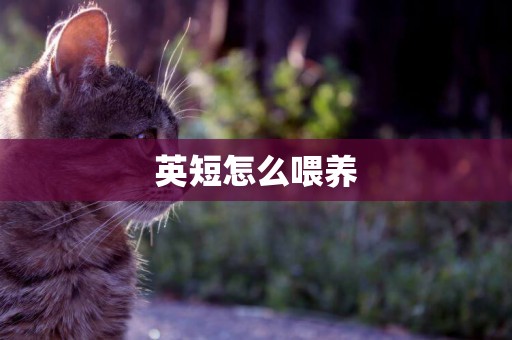英短怎么喂養